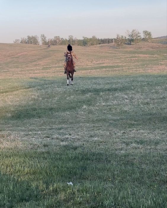 Жеребец 4 года «ТАЛИСМАН»