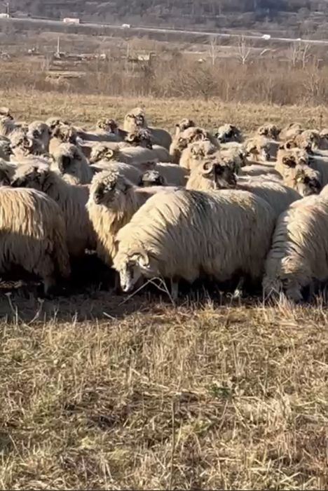 Oi tinere crescute la munte