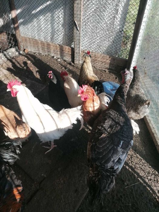 Петли свободно гледани