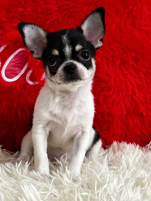 Чихуахуа мальчик продам