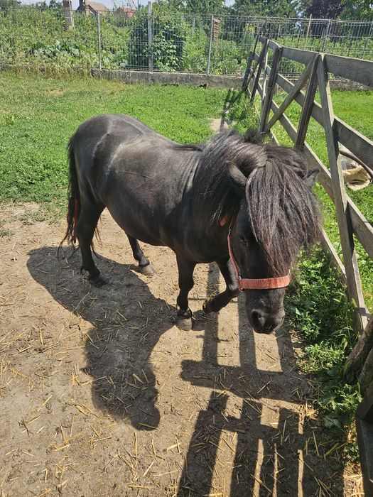 Ponei de vanzare