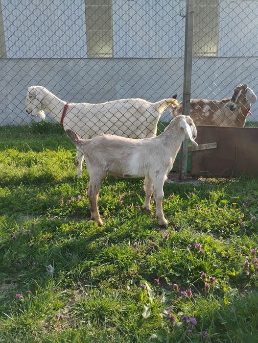 Iedut anglonubian 75%