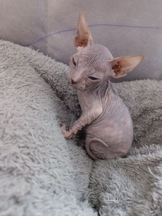 Продам котёнок девочка