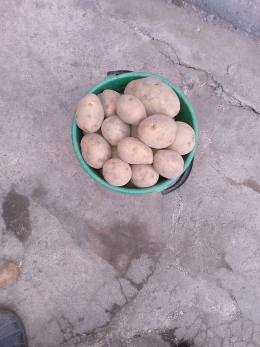 Продаётся картофель