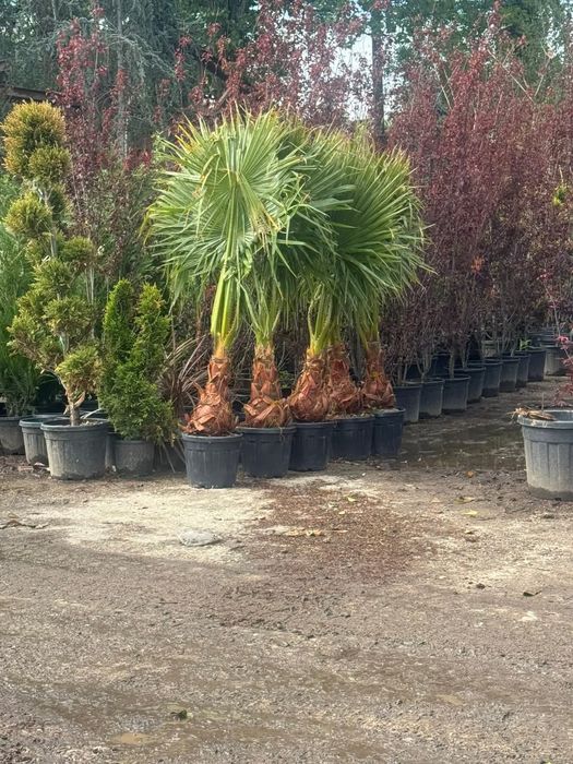 Vând piatră cubica din recuperări și nouă la preț de producător amenaj