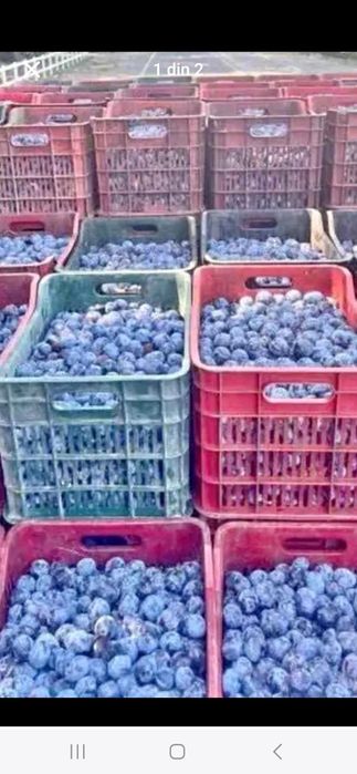 Prune de vânzare pentru țuică – dulci, zemoase și bine coapte