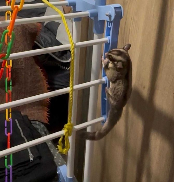 Veverita zburatoare + cușca + accesorii + hrana