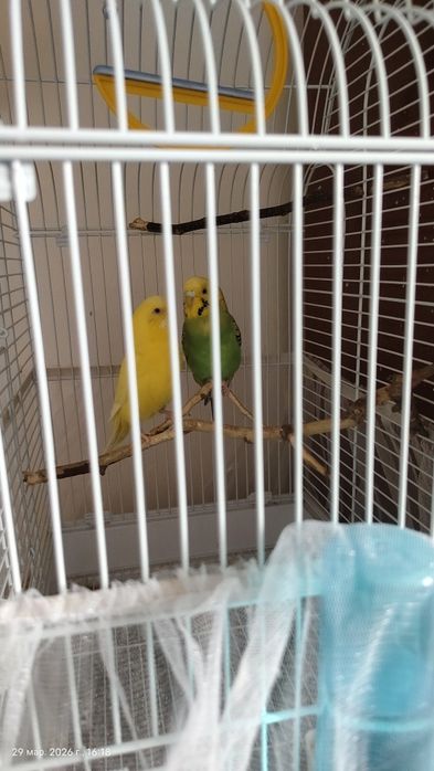 Продам пару попугаев