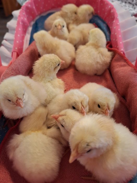 Pui la bresse au o zi