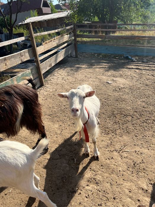 Vand sau scimb capre fara lapte