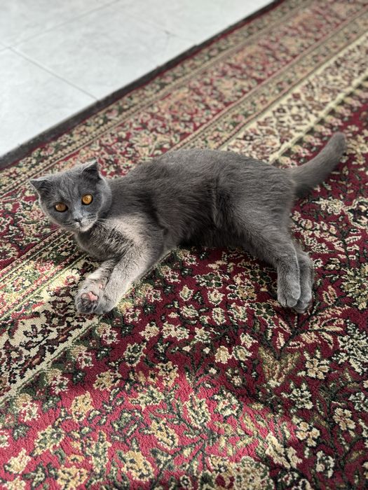 Мушук Скоттиш фолд