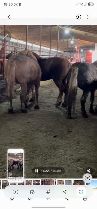 Продам  жеребцов Русских тяжеловозов