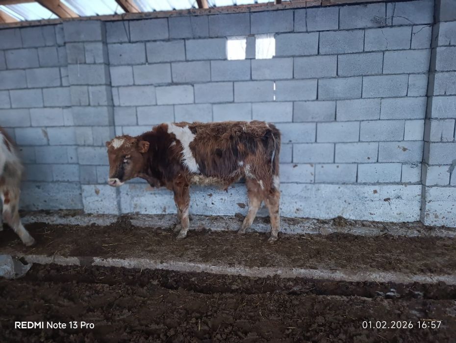 Бузаулар сатылады.