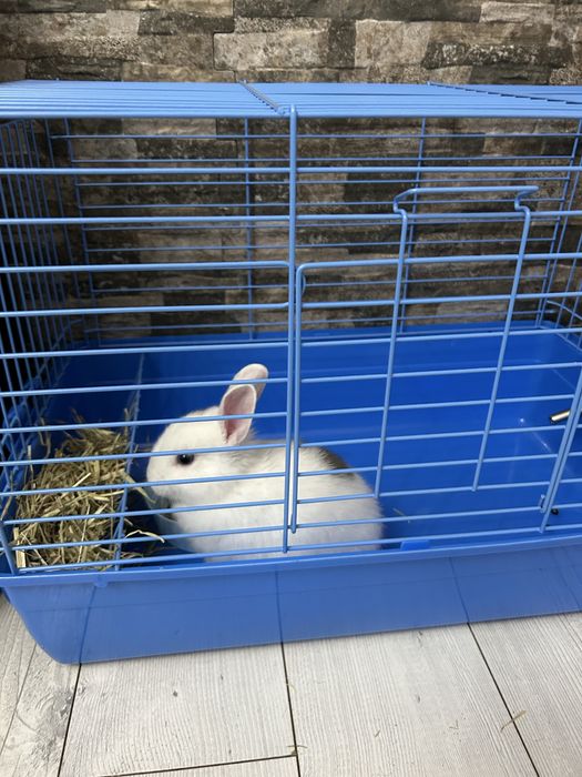 Декоративно зайче бебе