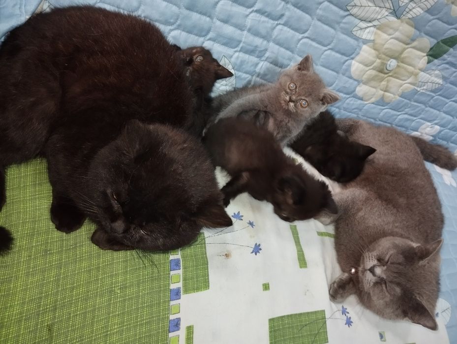 Shadland zotli ( Scottish Fold ) mushuk bolalari 2 oylik