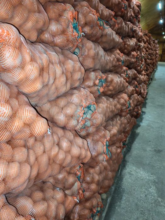 Картошка одборны