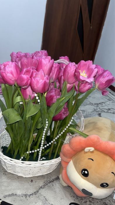 Тюльпан свежа 35шт очень красивая