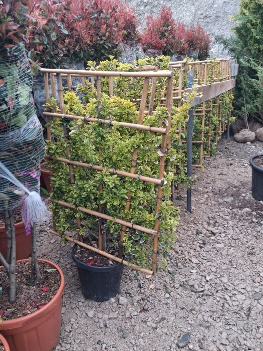 Brad argitiu verde potinia