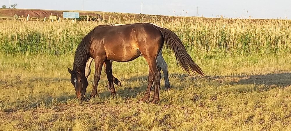 Продам двух айгыров