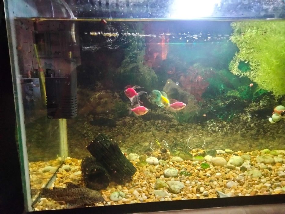 Аквариум 70литров со всем оборудованием и рыбками