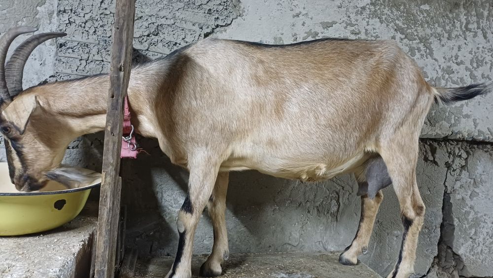 Продам козу.  Дойная