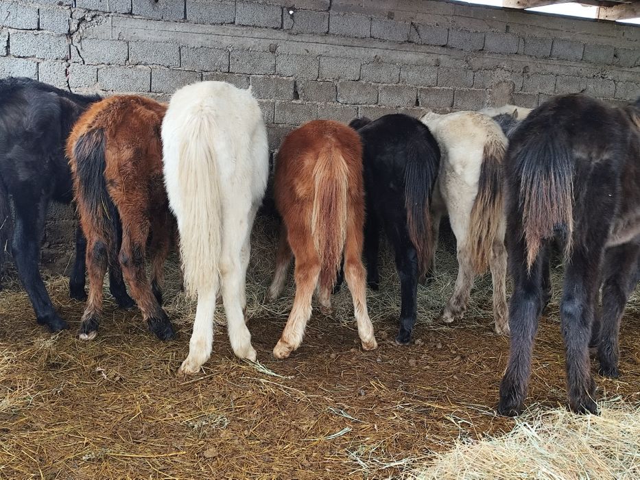 Жабағы сатылады 54 бас