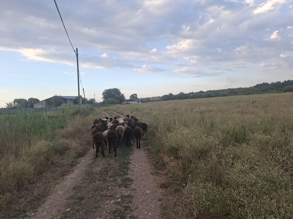 Продается бараны жирные