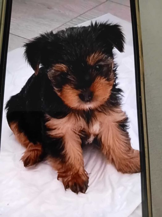 Йоркширски тириер