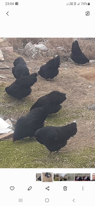 Австролорп балапандары сатылады