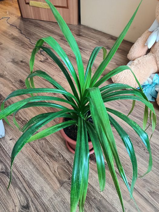 Продам комнатные цветы