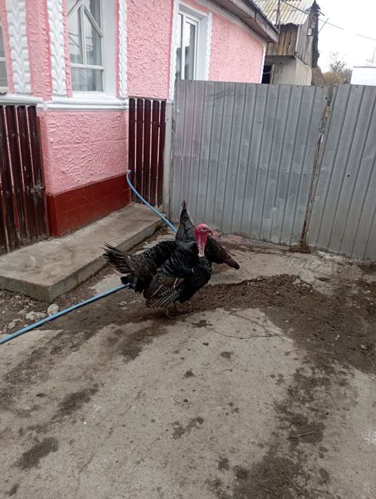 Vând cocoși si curcan  de anul trecut
