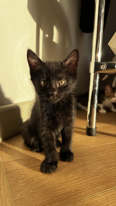 Кошка и котята в добрые руки