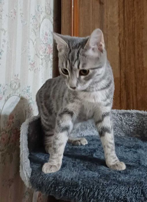 Котята в добрые руки. Мушикчалар яхши одамлани кутияптилар.