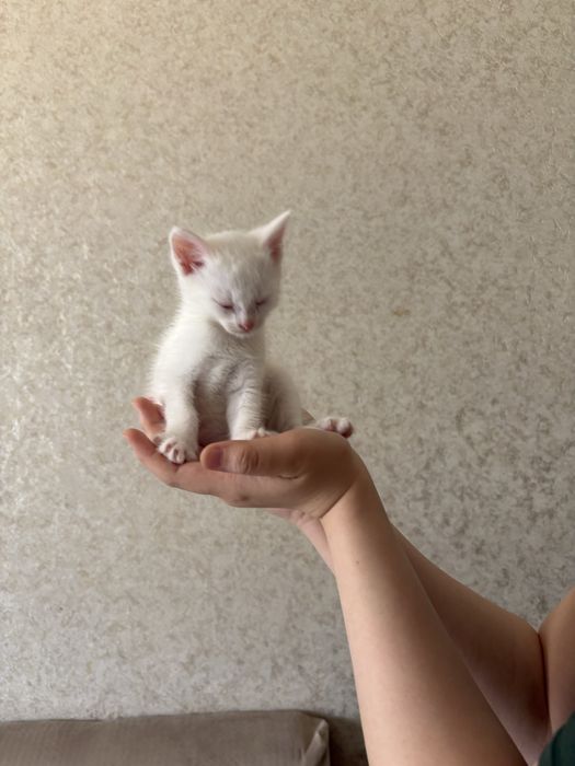 Белые котята срочно продается