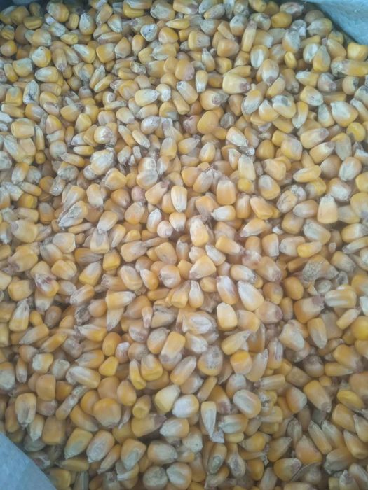 Makka jo'xori zor narx кукуруз