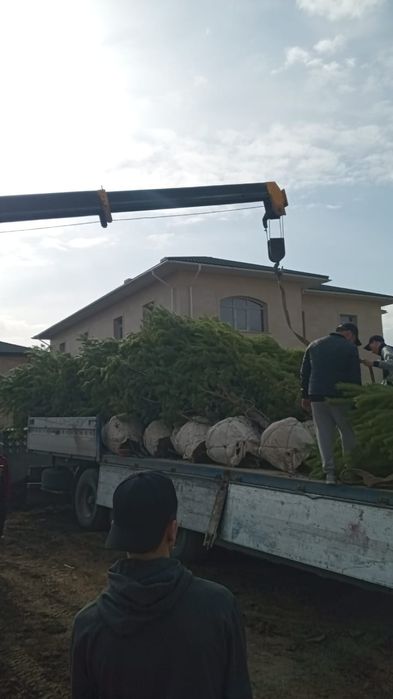 Озеленение и Благоустройство