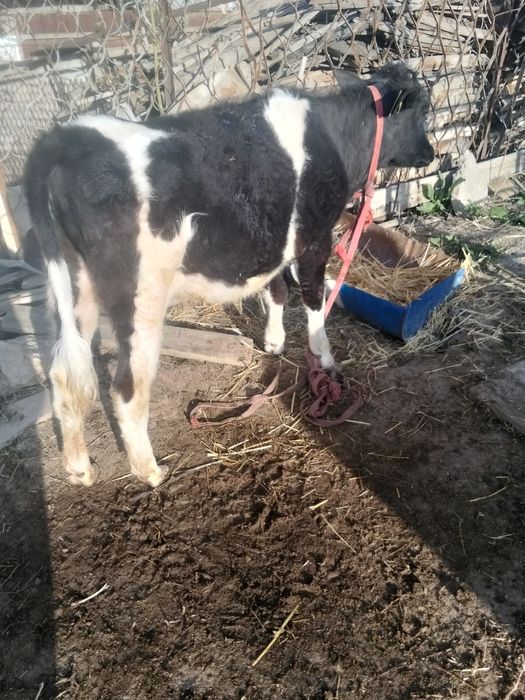 Сиырлар сатылады,тез арада