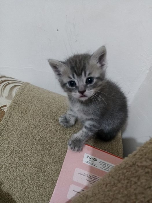Срочно продам котята породы Scottish fold и Scottish street ..
