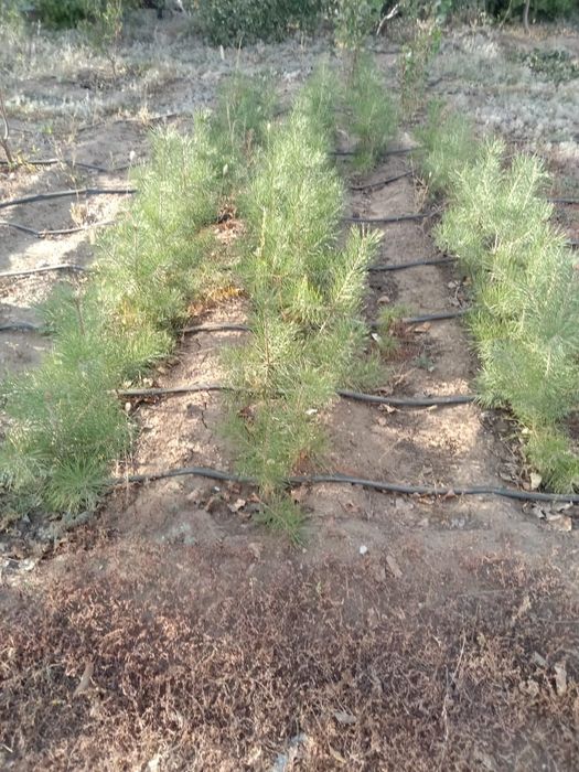 Продаю Саженцы Сосны.