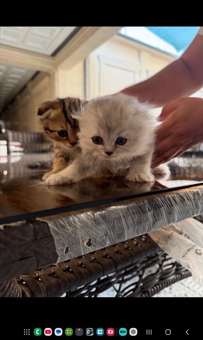 Продаются котята пародистие