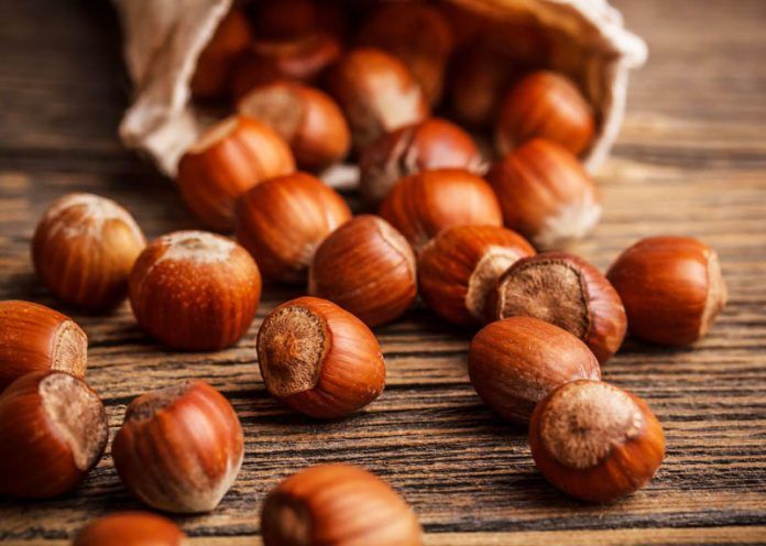 Разсадник дръвчета лешник ,разсад фиданки лешници -биосертификат