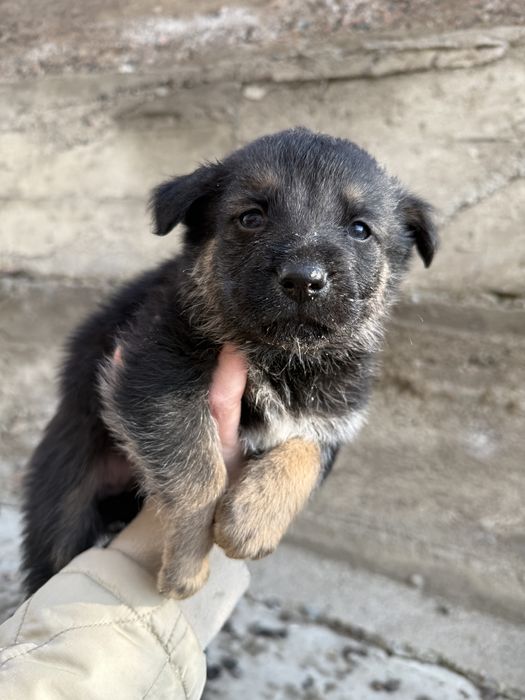 Немецкая овчарка щенки