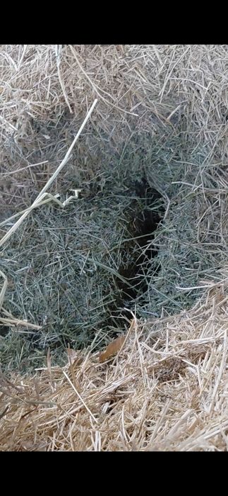 Жоңышқа сатылады