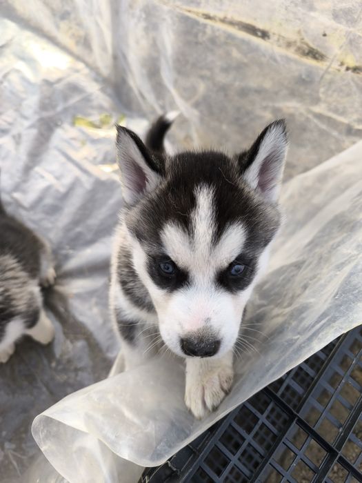 Dau pui huski siberieni