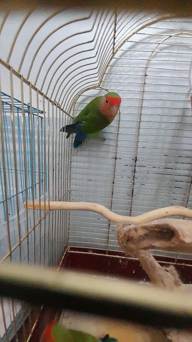 Папугай с клеткой