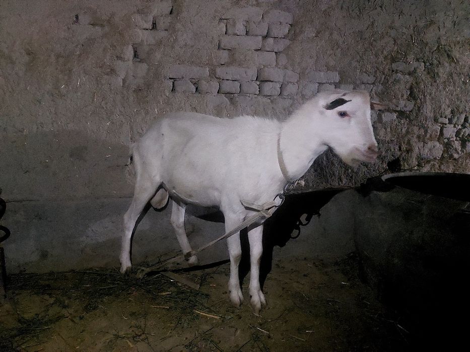 Zotdor echki sotiladi