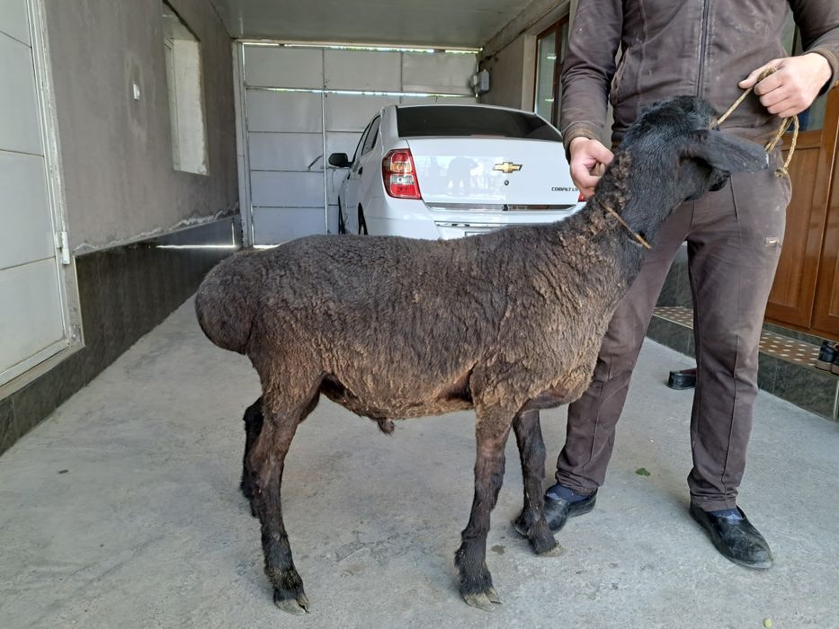 Кучкорлар бор (эхсон ва маросимлар учун)