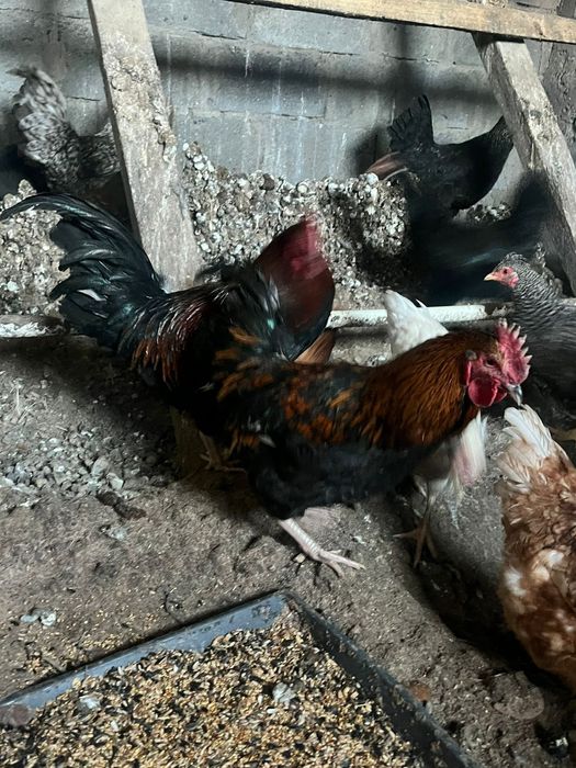 Продам петухов годовалые