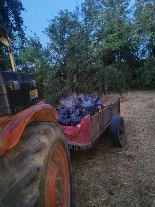 Vând prune de țuică mai multe detalii la telefon