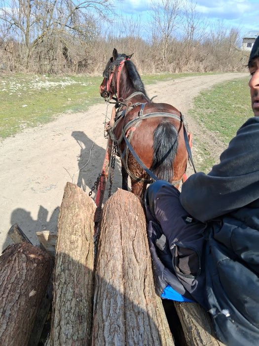 Iapă de vânzare foarte cuminte